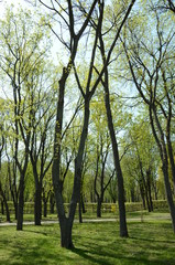 Obraz premium Park Slavy, Kiev