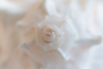 Obraz na płótnie Canvas Spiral macro seashell. Blur close up shell background.