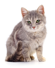 Obraz premium Small gray kitten.