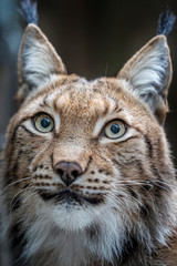 Luchs