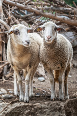 Fototapeta premium Spiegelschafe