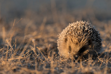 Hérisson