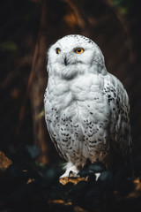 Schnee-Eule