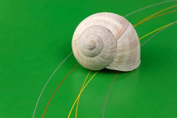 Poster Snail Shell on a Green Background © Mauro Carli