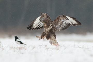 Birds - Common Buzzard (Buteo buteo)