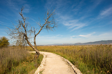I walk by the boards of Daimiel in Castilla la mancha