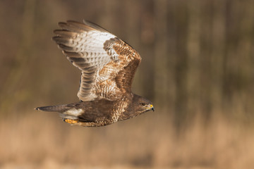 Birds - Common Buzzard (Buteo buteo)
