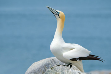 Northern Gannet, Machias Seal Island