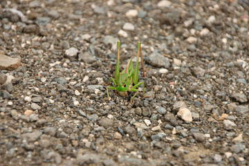 Großer grüner Grashüfper als Nahaufnahme auf Kiesweg