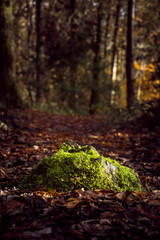 Obraz premium forest autumn fall
