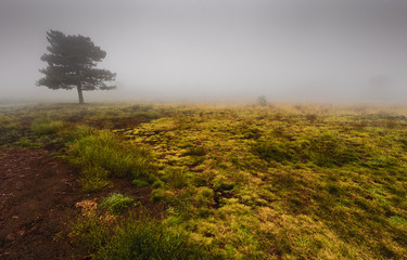 Obraz premium Fog in the forest on mount Etna