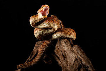 Viper