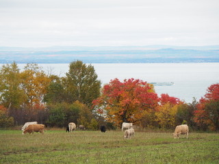 Cows Île d'Orléans Canada Quebec