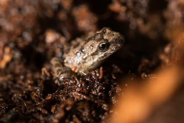 Frosch