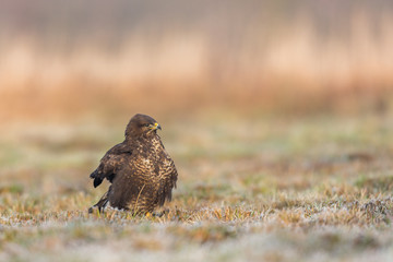 Birds - Common Buzzard (Buteo buteo)