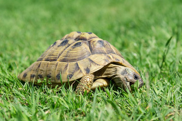 Schuildkröte