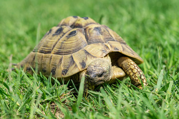 Schildkröte