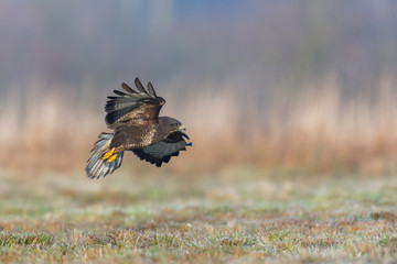 Birds - Common Buzzard (Buteo buteo)