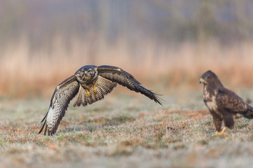 Birds - Common Buzzard (Buteo buteo)