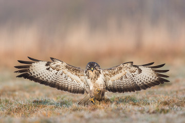 Birds - Common Buzzard (Buteo buteo)
