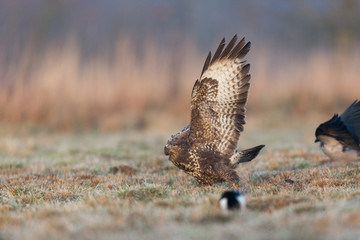 Birds - Common Buzzard (Buteo buteo)
