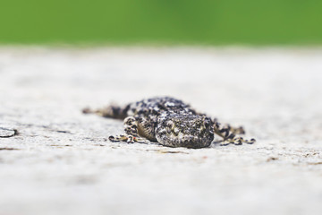 Gecko