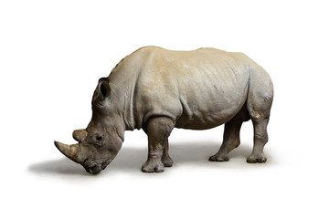 Obraz premium Nosorożec biały (nosorożec kwadratowy) zamieszkujący RPA na białym tle, nosorożec w dzikiej przyrodzie