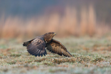Birds - Common Buzzard (Buteo buteo)