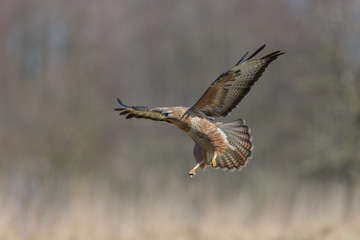 Birds - Common Buzzard (Buteo buteo)