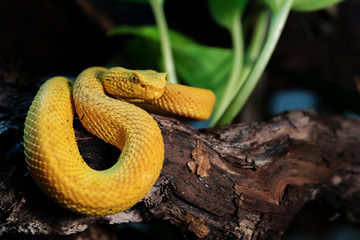 Viper
