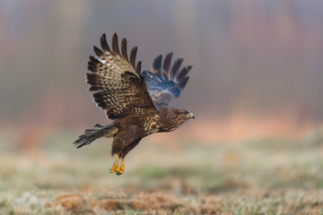 Birds - Common Buzzard (Buteo buteo)
