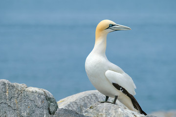 Northern Gannet, Machias Seal Island