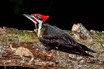 Pileated Woodpecker