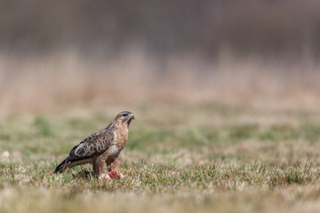 Birds - Common Buzzard (Buteo buteo)