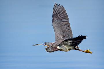 Tricolored heron