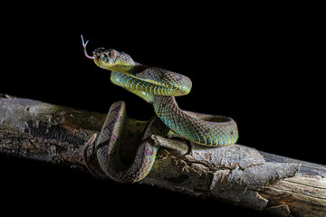 Viper