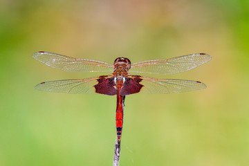 Red Saddlebags