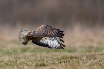 Birds - Common Buzzard (Buteo buteo)