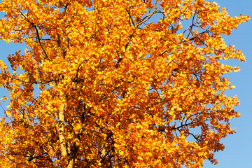 Golden leaves in autumn park.