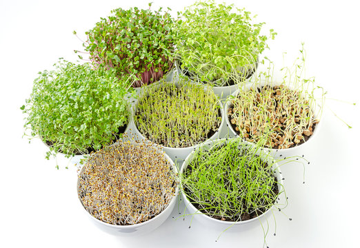 Sprouts in white bowls from above. Sprouting microgreens, shoots of alfalfa, Chinese cabbage, garlic, kale, lentils and radish in potting compost. Green seedlings, young plants, cotyledons. Food photo