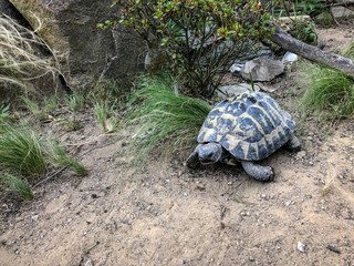 Obraz premium Turtle - testudo hermanni