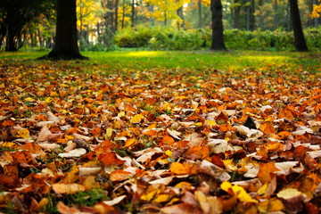 golden leaves on the ground in autumn park