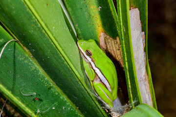 Green treefrog sleeping inside the palm tree