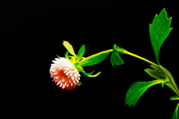  flower on black background