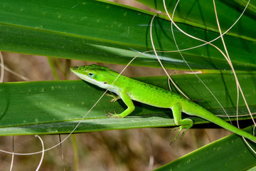 Carolina anole