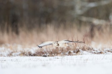 Birds - Common Buzzard (Buteo buteo)