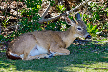 Key Deer male