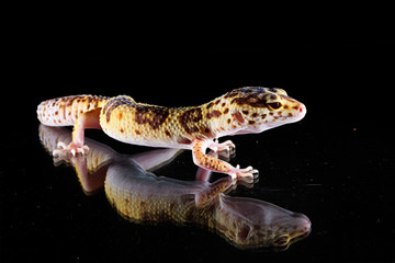 Gecko