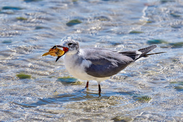 Laughing Gull