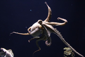 Oktopus_I